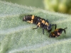 Ladybird Beetle Larva with Shed Exoskeleton