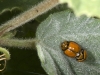Ladybird Beetles Mating