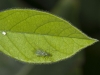 Green Midge on Leaf