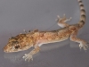 Juvenile House Gecko (<em>Hemidactylus mabouia</em>)
