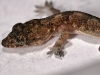 Juvenile House Gecko (<em>Hemidactylus mabouia</em>)