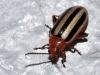 Small Striped Beetle
