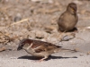House Sparrow (<em>Passer domesticus</em>) Dust Bath
