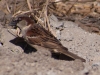 House Sparrow (<em>Passer domesticus</em>) Dust Bath