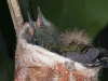 Antillean Crested Hummingbird Nest with Chicks