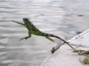 Green Iguana Jumps into Salines de l\'Aeroport