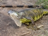 Common Iguana (<em>Iguana iguana</em>) After Sustaining Injuries from a Dog