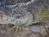 Common Iguana (<em>Iguana iguana</em>) After Sustaining Injuries from a Dog