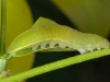 Caterpillar on Saba