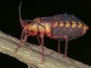 Unidentified Hemipteran