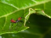 Unidentified Hemipteran Nymph