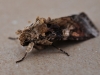 Unidentified Moth