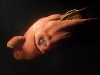 DCI ID: PLANET EARTH.271 
Description: Vampire squid . Episode 11: Deep Ocean. 
Rights Notes: For Show Promotion Only 
Photographer: Stephen Downer 
Image Post Date: 17-Jan-2007