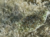Lettuce Sea Slug (<em>Elysia crispata</em>)