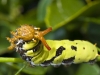 Checkered Swallowtail Caterpillar