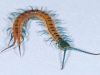 Juvenile Centipede (<em>Scolopendra</em> sp.)
