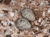 Killdeer (<em>Charadrius vociferus</em>) Nest