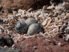 Killdeer (<em>Charadrius vociferus</em>) Nest