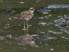 Killdeer (<em>Charadrius vociferus</em>)