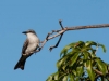 Gray Kingbird (<em>Tyrannus dominicensis</em>)