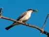 Gray Kingbird (<em>Tyrannus dominicensis</em>) Eating Katydid