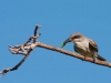 Gray Kingbird (<em>Tyrannus dominicensis</em>) Eating Katydid