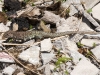 Ground Lizard (<em>Amieva plei</em>)