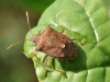 Hemipteran on Leaf