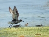 Black-bellied Plover (<em>Pluvialis squatarola</em>)