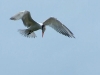 Royal Tern (<em>Sterna maxima</em>)