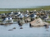 Laughing Gulls and Sandwich Terns at Le Galion
