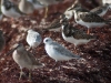 Sanderling and Other Shorebirds