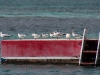 Royal Terns and Sandwich Terns on Diving Platform