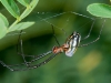 Orchard Spider (<em>Leucauge argyra</em>)
