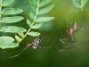 Orchard Spiders (<em>Leucauge argyra</em>) Preparing to Mate