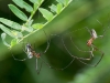 Orchard Spiders (<em>Leucauge argyra</em>) Preparing to Mate