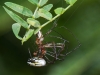 Orchard Spiders (<em>Leucauge argyra</em>) Mating