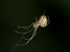 Juvenile Orchard Spider (<em>Leucauge argyra</em>)