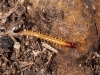 Small Centipede