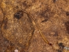 Small Centipede