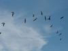 Pelican Flock at Little Key