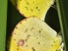 Little Yellow (Eurema lisa) - Mating