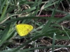 Little Yellow (Eurema lisa)