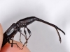 Unusual Weevil