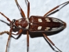 Unidentified Longhorn Beetle