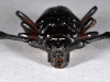 Unidentified Longhorn Beetle (Cerambycidae)