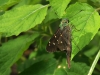 Long-tailed Skipper (Urbanus proteus)