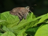 Long-tailed Skipper (Urbanus proteus)