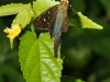 Long-tailed Skipper (Urbanus proteus)