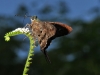 Long-tailed Skipper (Urbanus proteus)